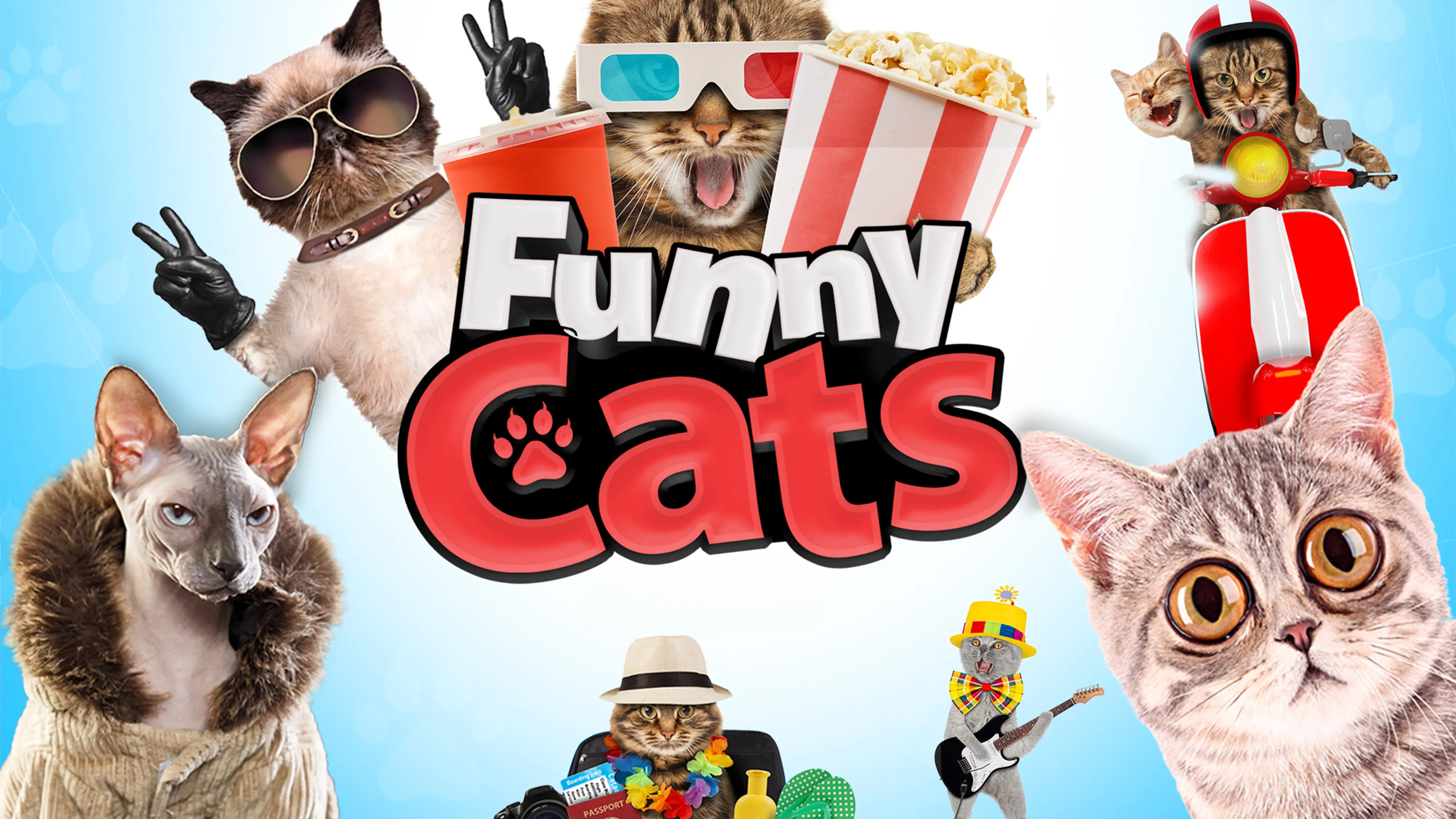 Funny Cats poster